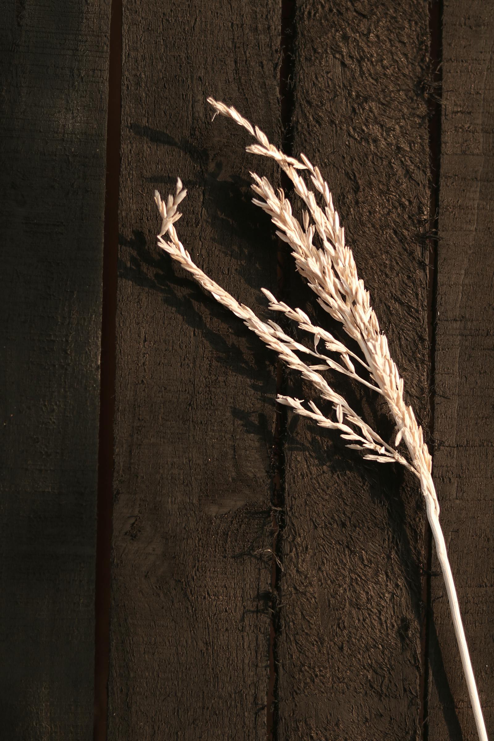 Espiga de trigo